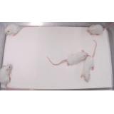 実験小動物用床敷材　パルマス3000|||２９５×２１０㎜　４８０枚入/210毫米480件295×|实验小动物的铺垫材料帕尔马斯3000 | | 